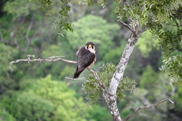Largest Known Population of Africa’s Rarest Falcon Discovered in Mozambique Protected Area 